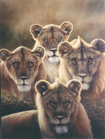Lion Pack - Dr. David Moiger Collection